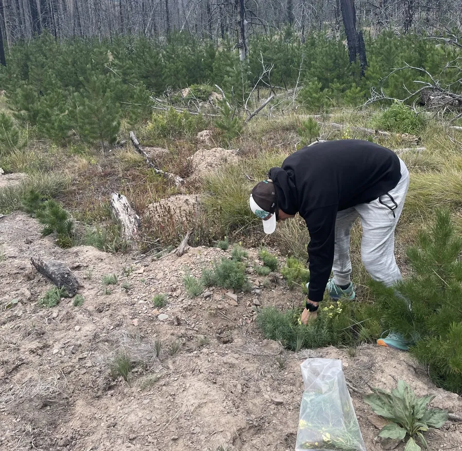 Alice Creek field site