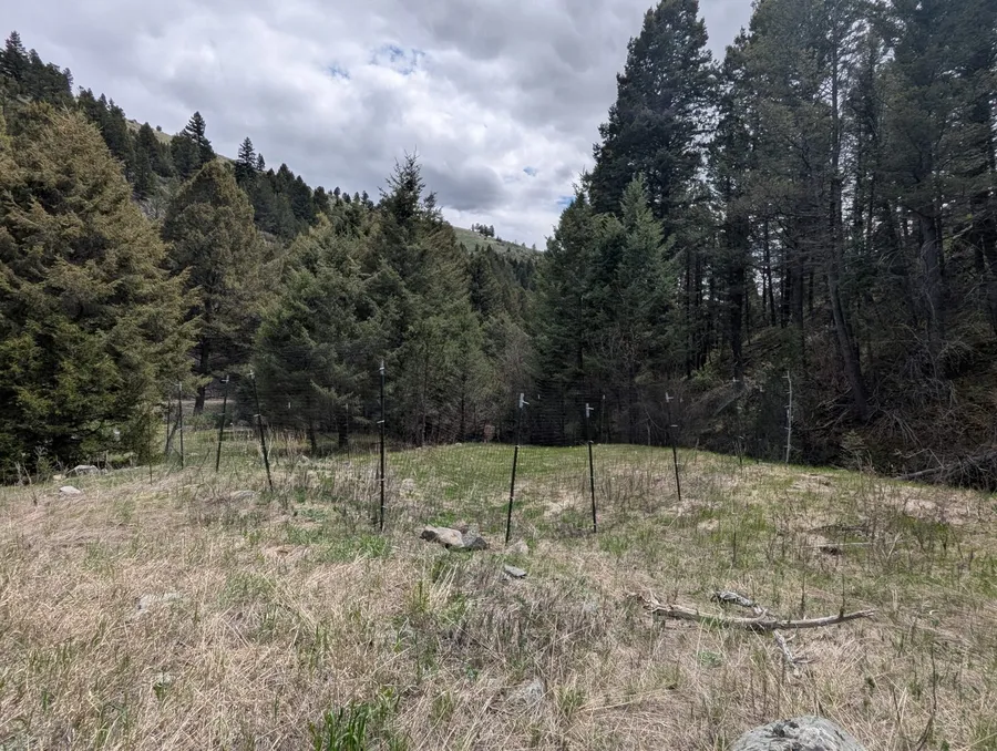 Badger Gulch field site