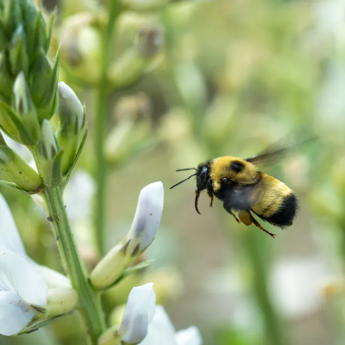 Bumble bee