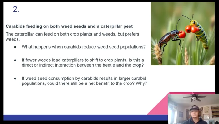 Student slide on carabids feeding on weed seeds and a caterpillar pest
