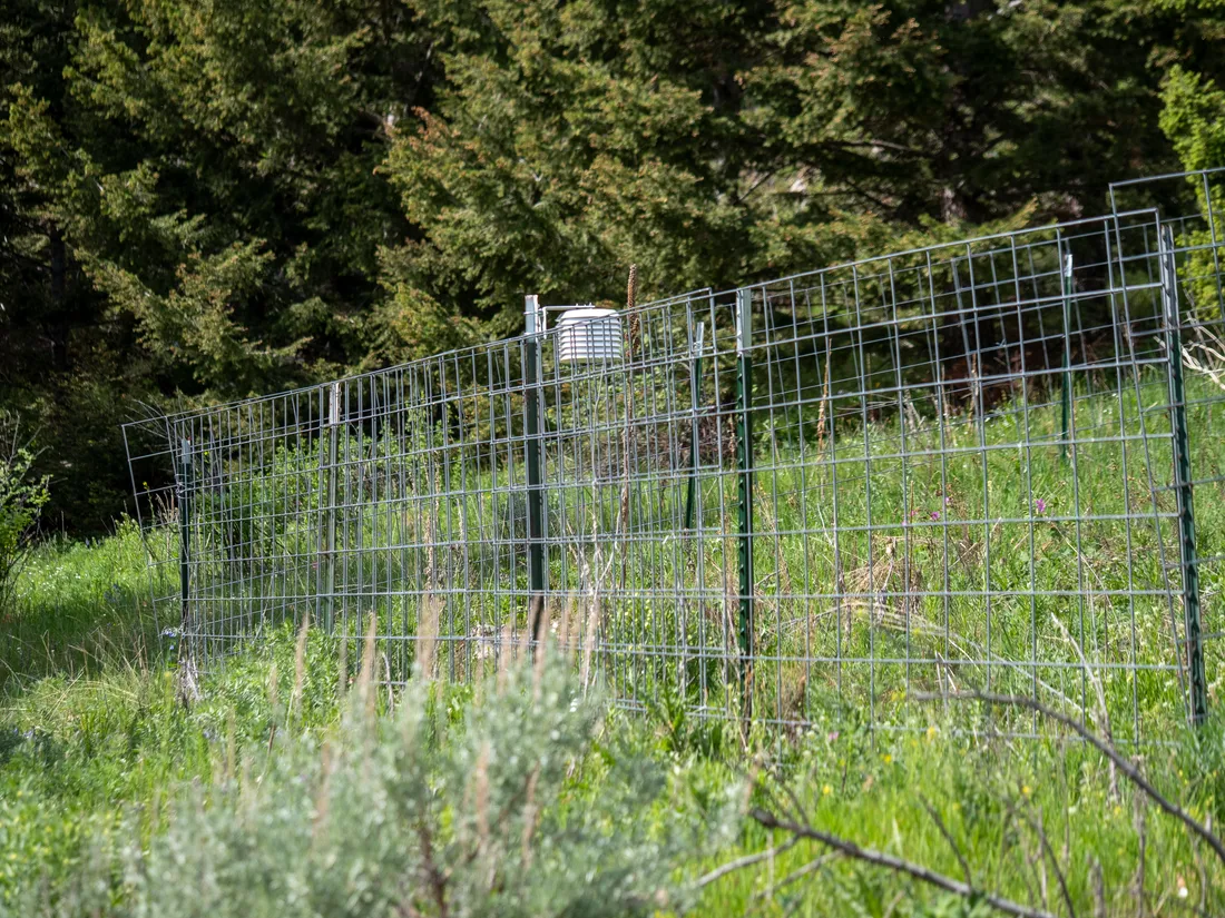 Herbivore exclosure fence