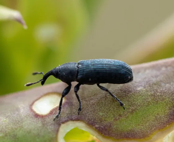 A weevil on a leaf