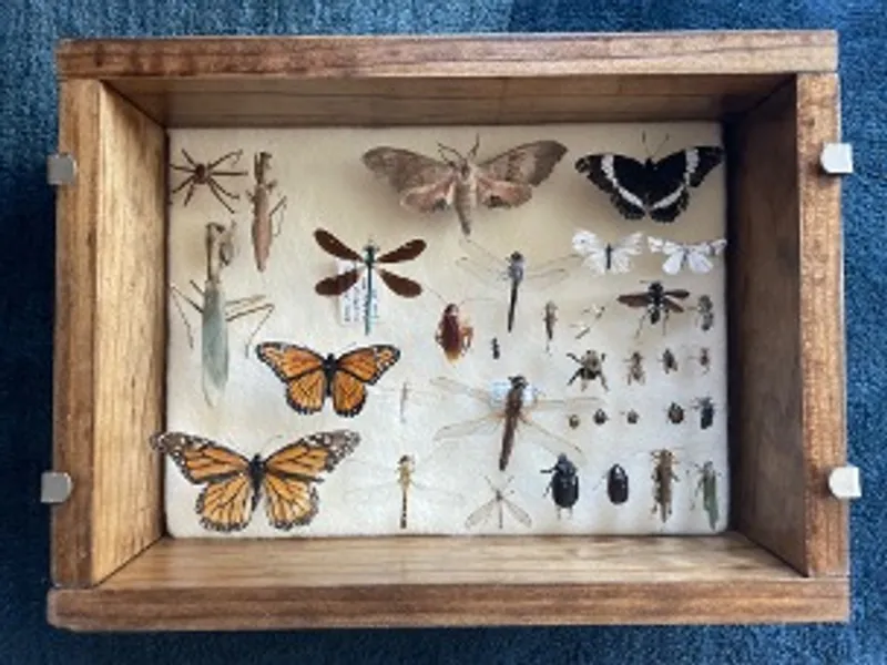 A wooden display box of pinned insects, including monarch and swallowtail butterflies