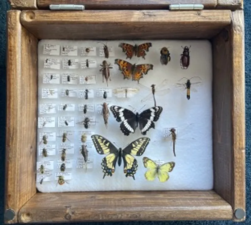 A second display box of pinned, labeled insects and butterflies