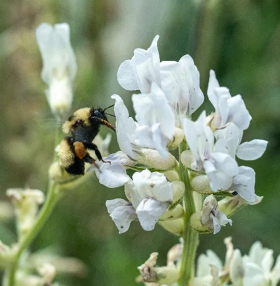 A bumble bee on a locoweed flower