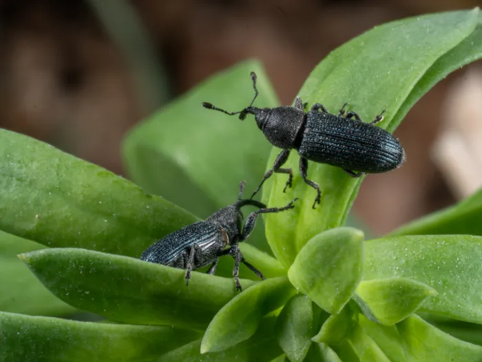 Mecinus janthinus