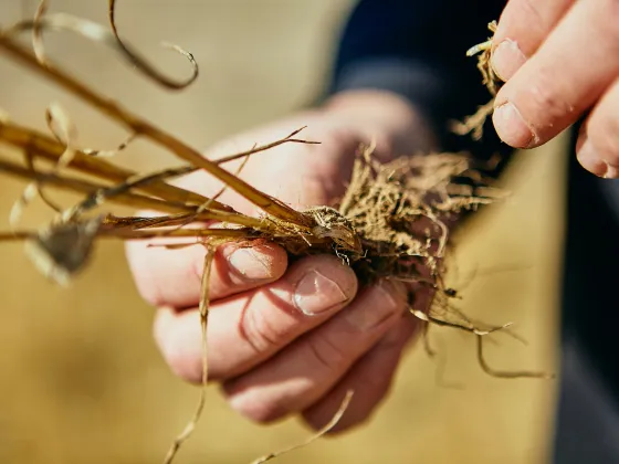 Hands holding wheat stems
