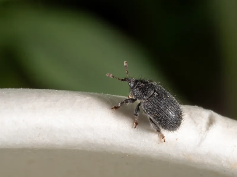 Rhinusa pilosa weevil