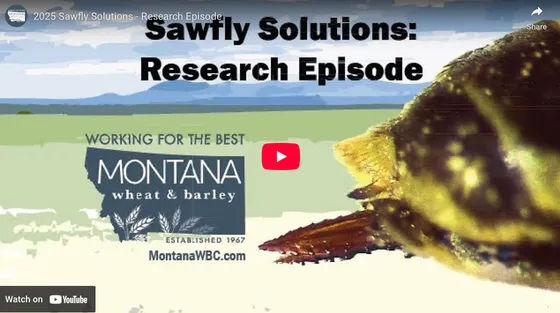 Sawfly Solutions: Research Episode video cover