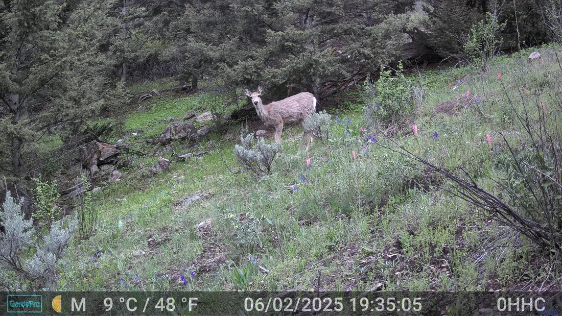 Trail camera image of a deer