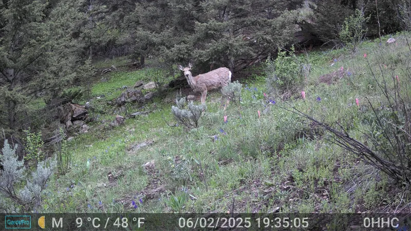 Trail camera image of a deer