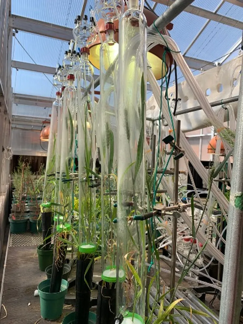 Plant volatile collection chambers in a greenhouse