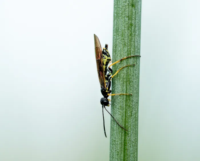 Wheat stem sawfly