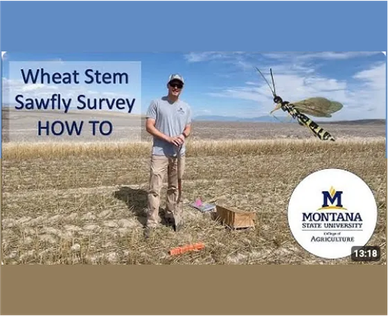 Wheat Stem Sawfly Survey how-to video cover