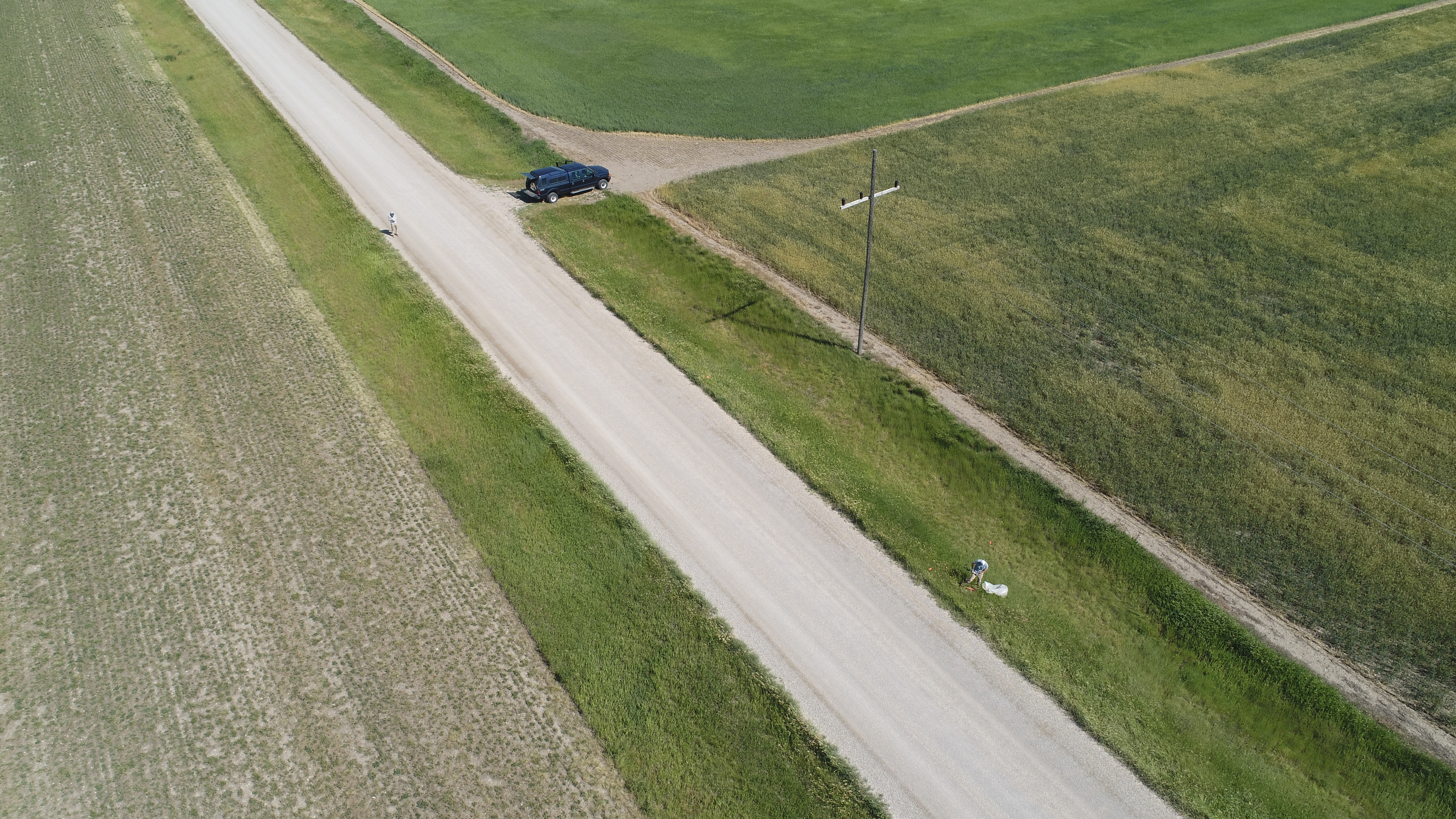Smooth brome field — Masters Research photograph