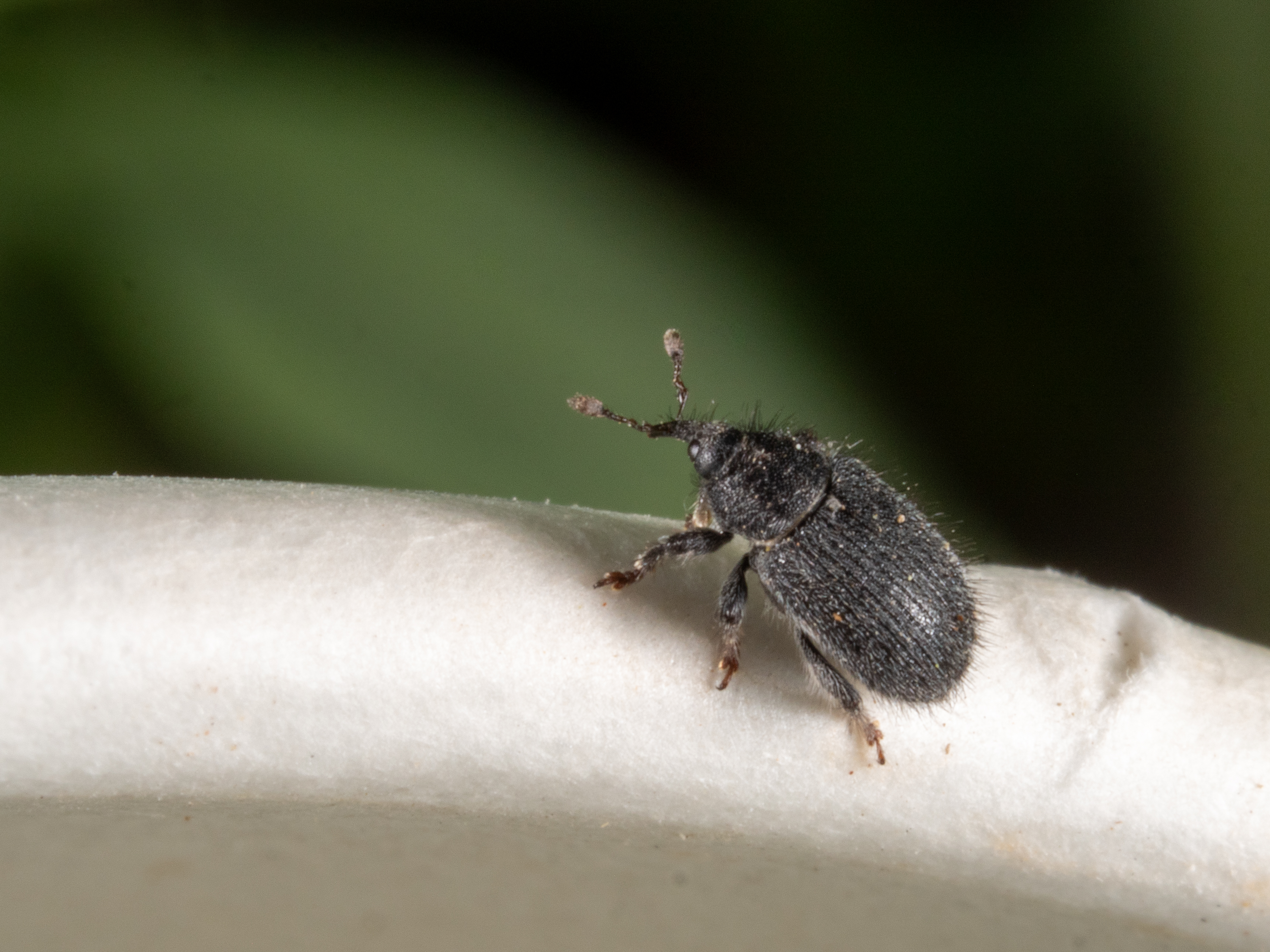 Rhinusa pilosa